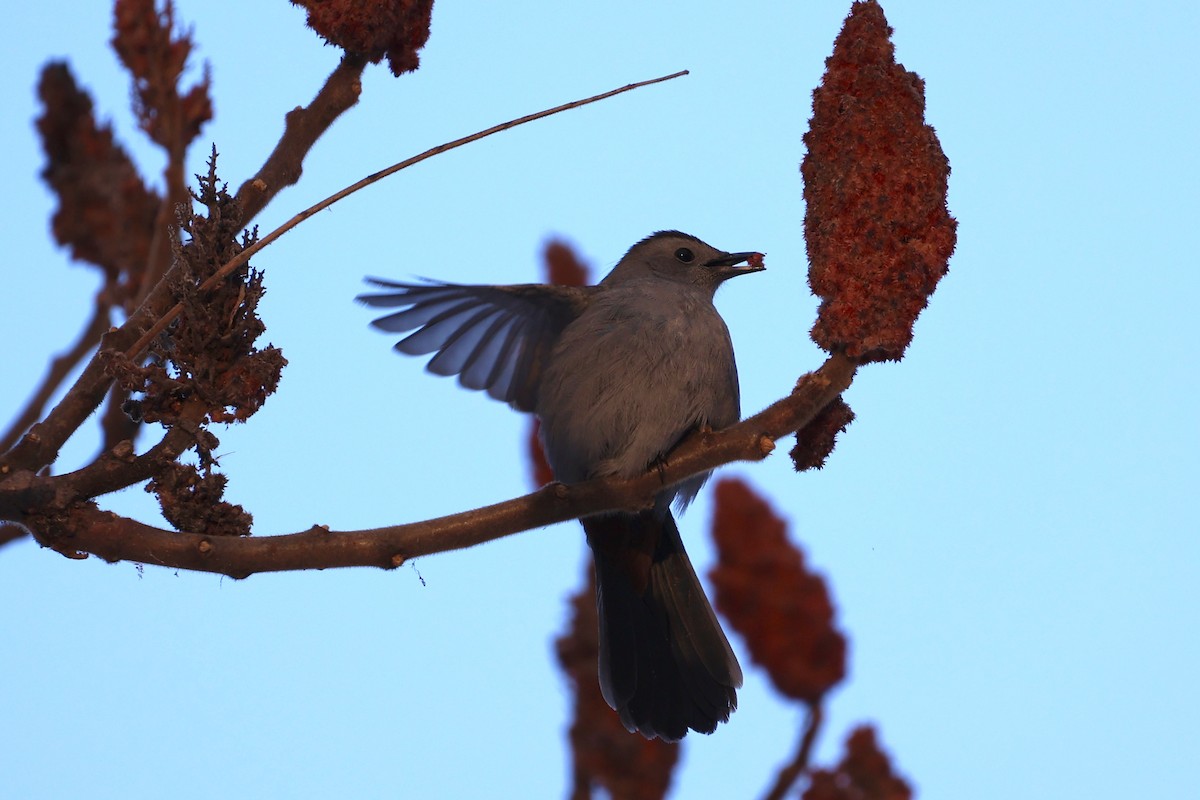Gray Catbird - ML409751171