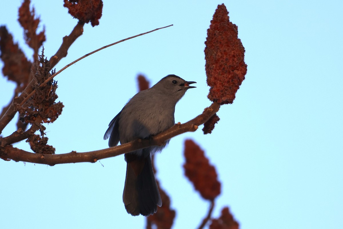 Gray Catbird - ML409751181
