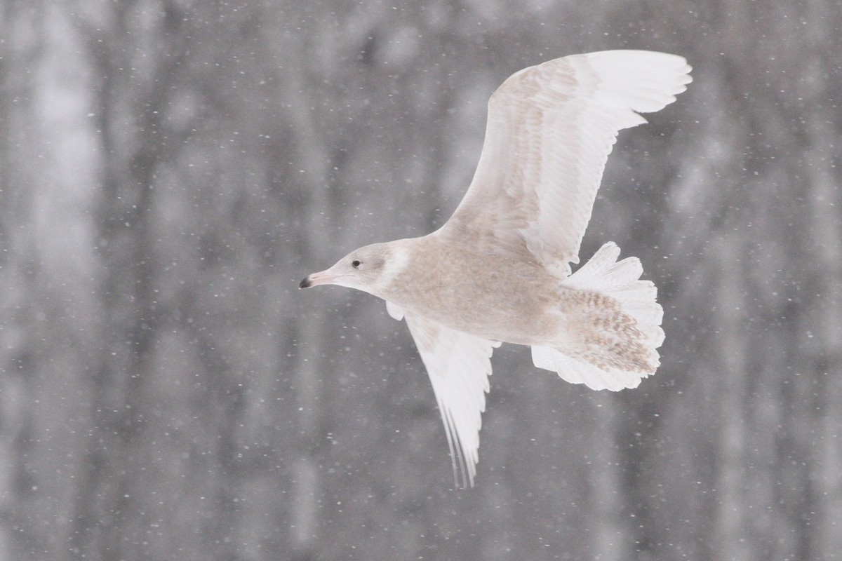 Glaucous Gull - Kiah R. Jasper