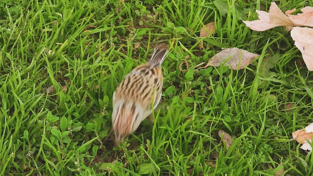 Chipping Sparrow - ML409752431