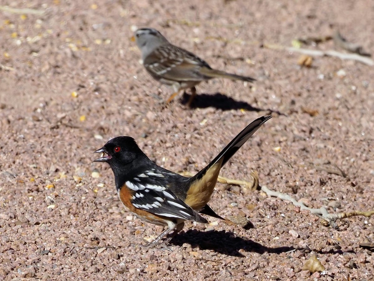 Spotted Towhee - ML409753821