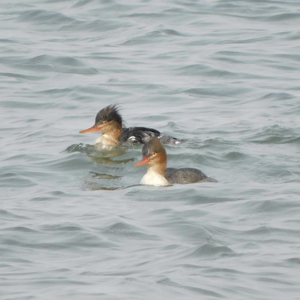 Red-breasted Merganser - ML409755061