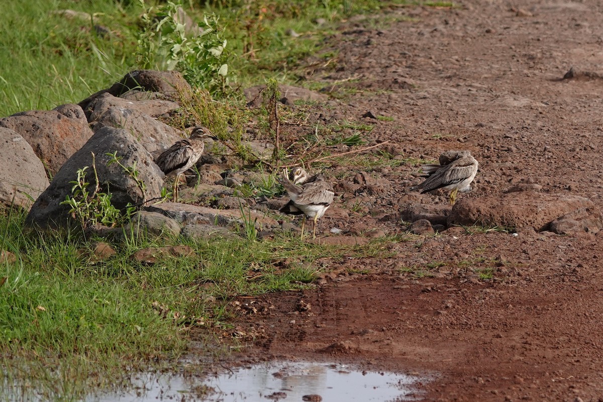 Water Thick-knee - ML409757801