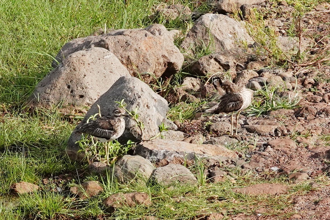 Water Thick-knee - ML409758161