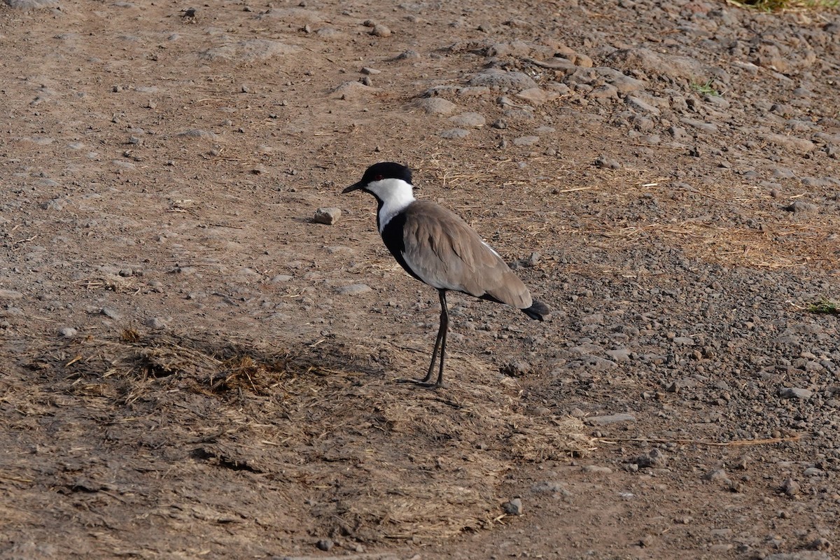Spur-winged Lapwing - ML409758461