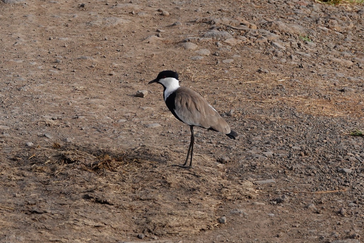 Mahmuzlu Kızkuşu - ML409758461