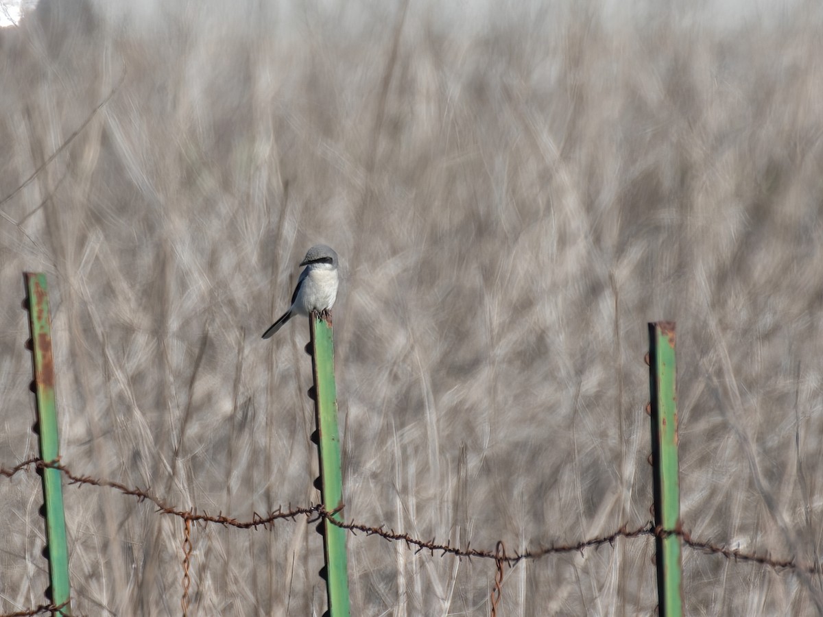 Pie-grièche migratrice - ML409758741