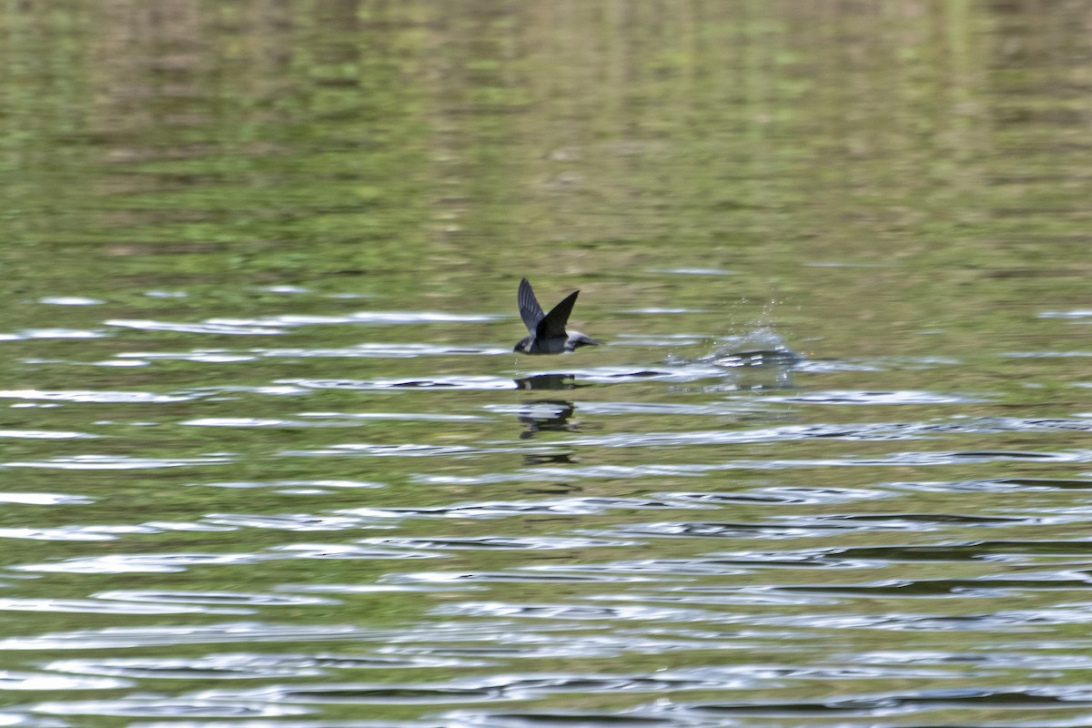 Gray-rumped Swift - ML409759991