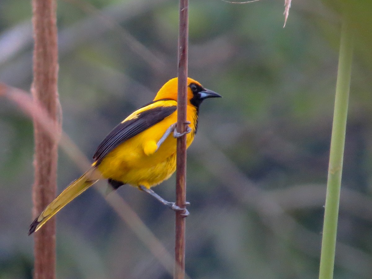 Yellow-tailed Oriole - ML409760391