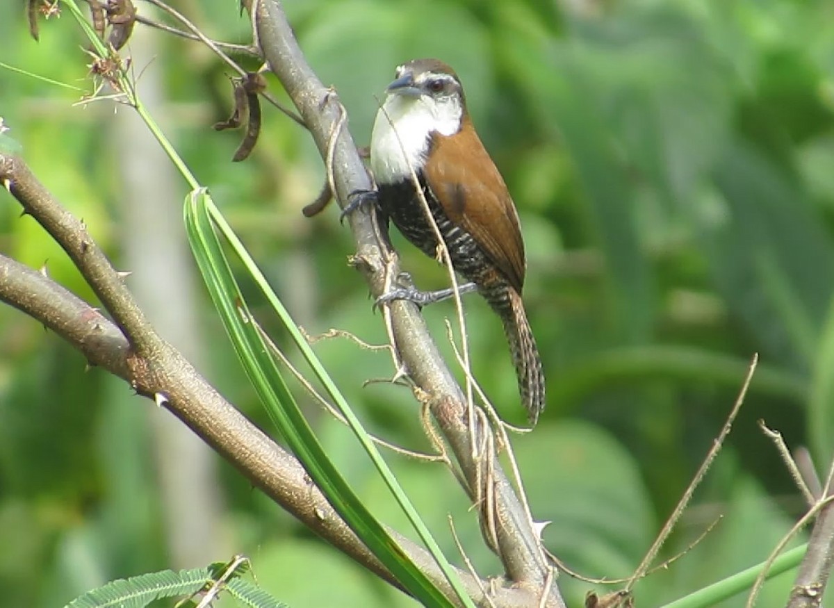 Black-bellied Wren - ML409760651