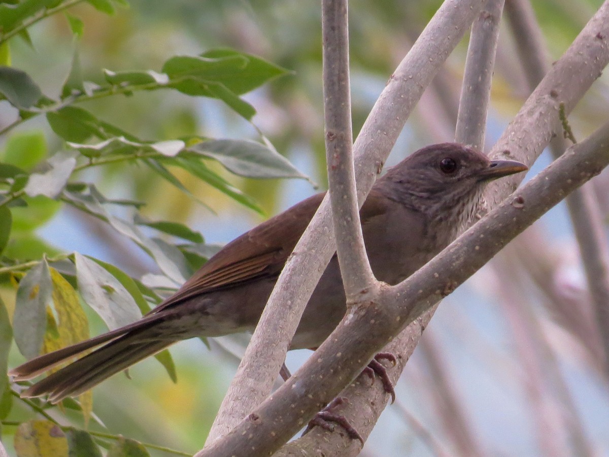 Pale-breasted Thrush - ML409760841
