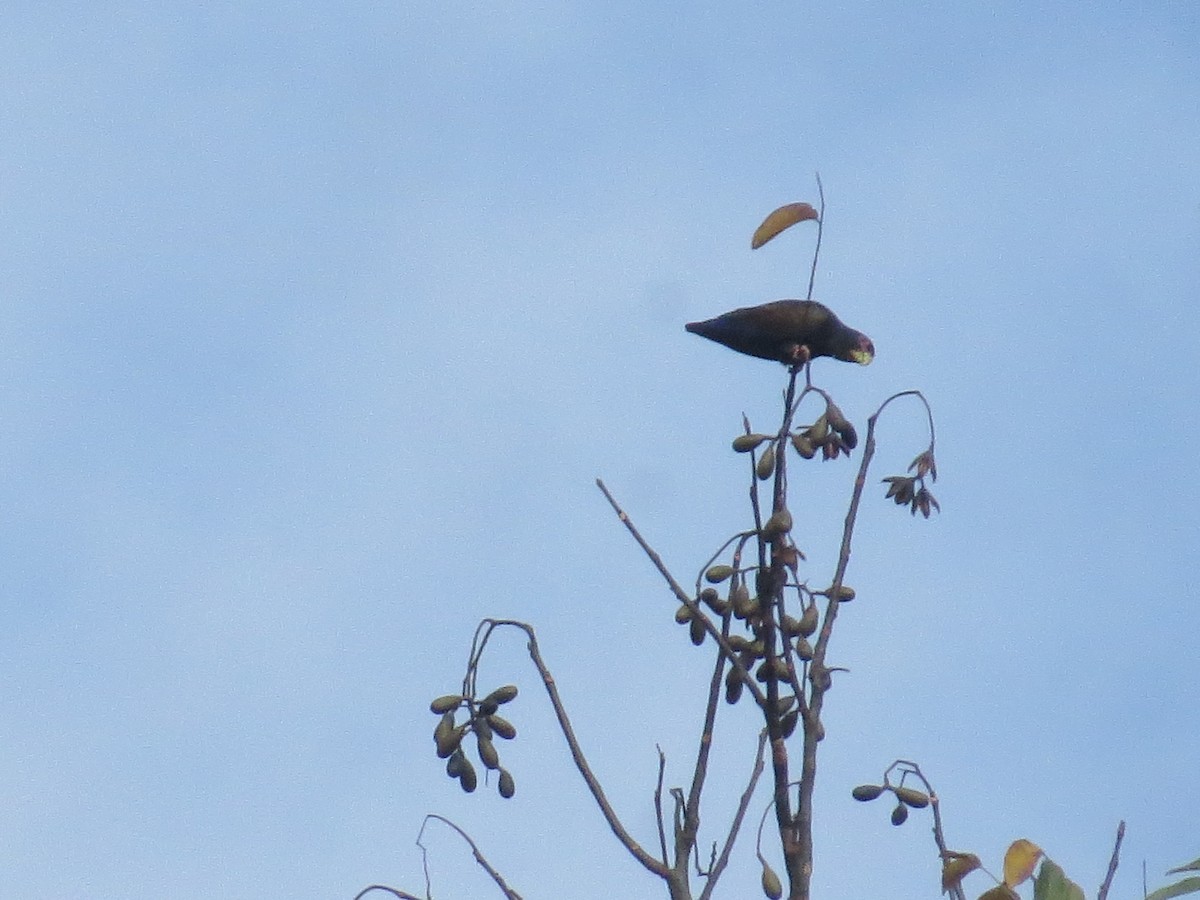 Bronze-winged Parrot - ML409761121