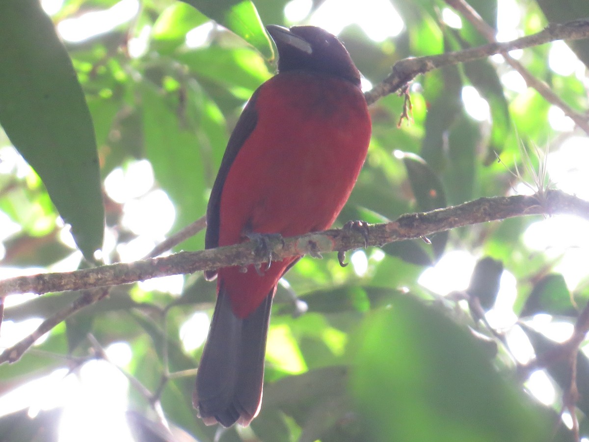 Crimson-backed Tanager - ML409761411