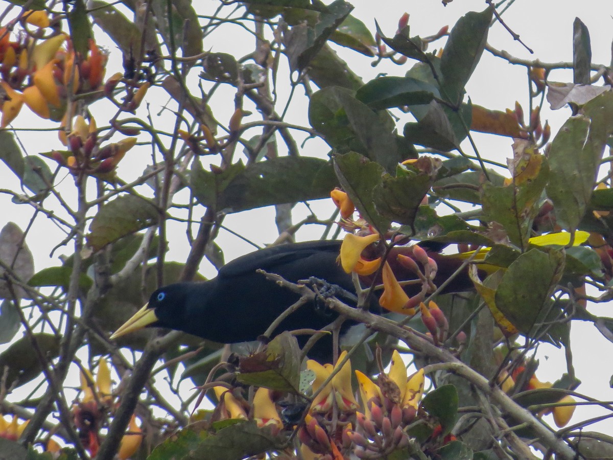 Crested Oropendola - ML409761511