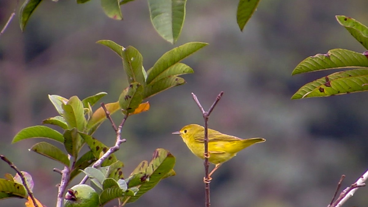 Yellow Warbler - ML409762101