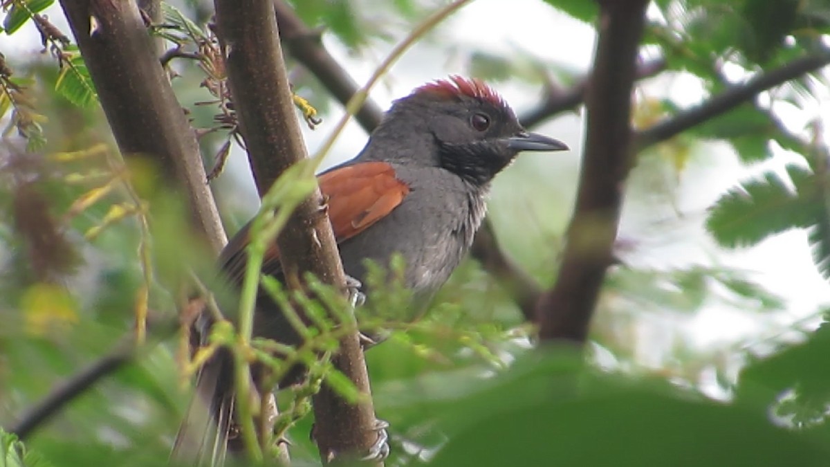 Slaty Spinetail - ML409762461