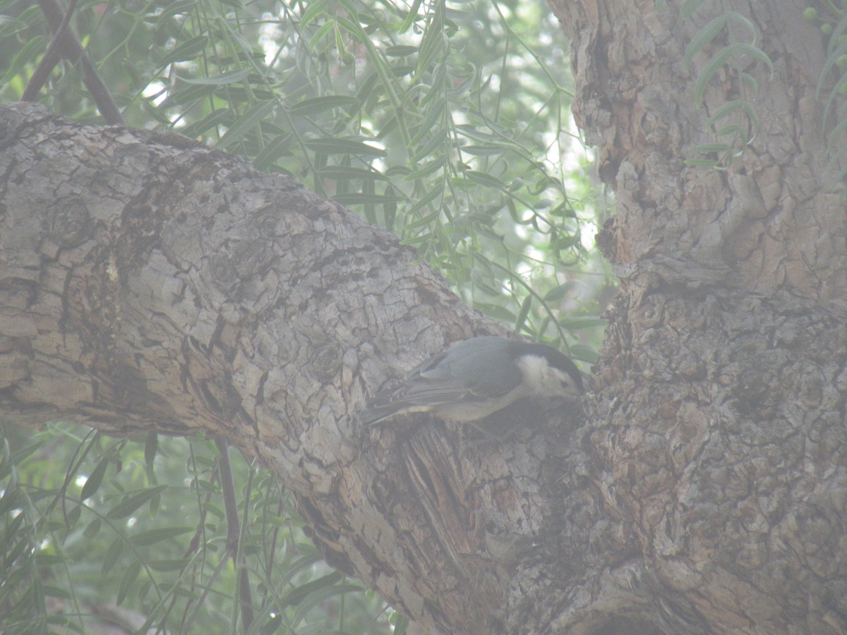 White-breasted Nuthatch - ML409763611