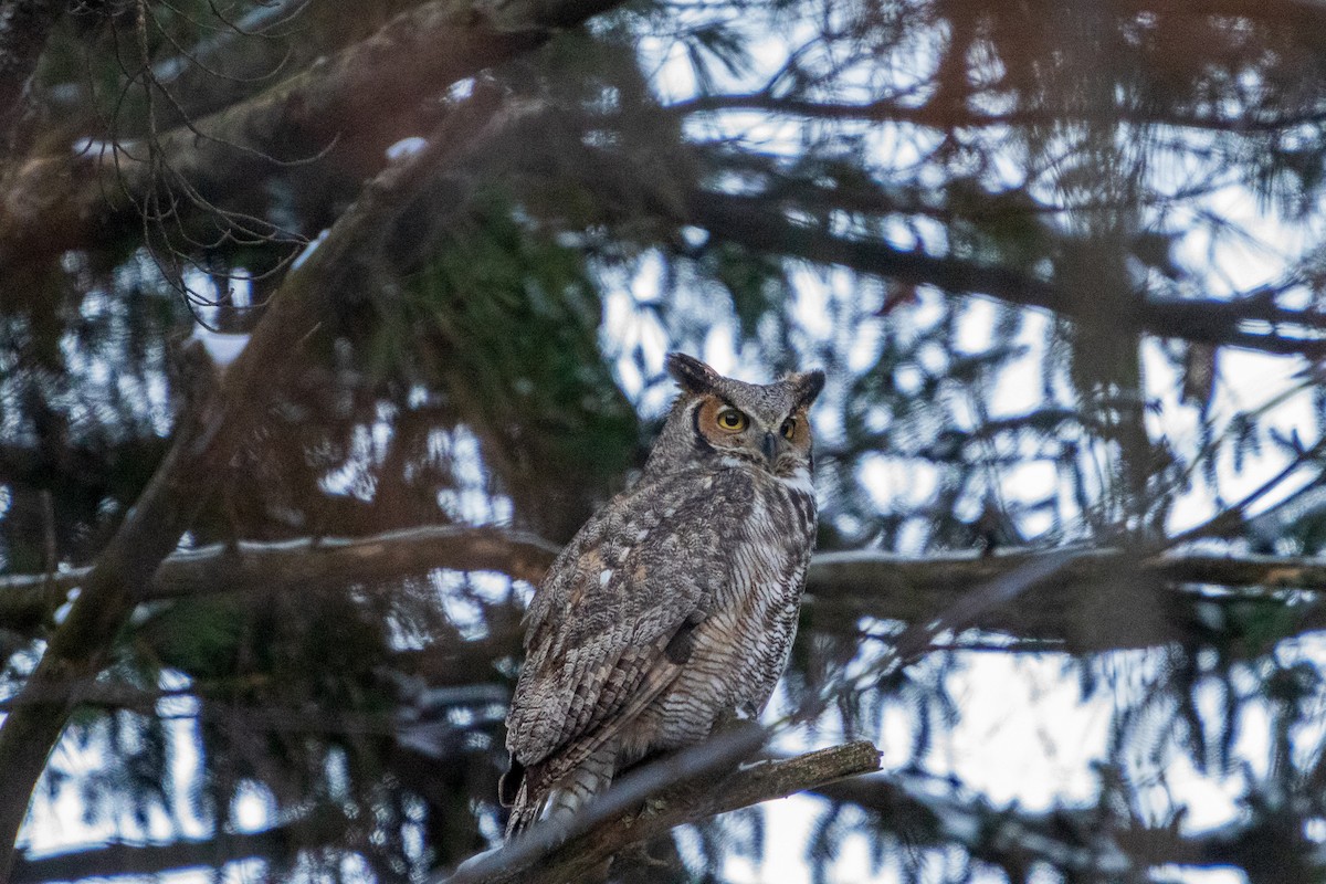 Great Horned Owl - ML409763661
