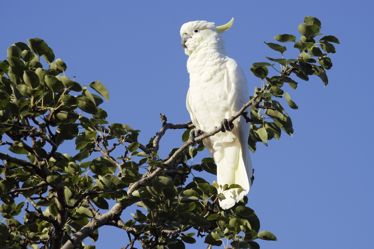 Sulphur-crested Cockatoo - ML409764411