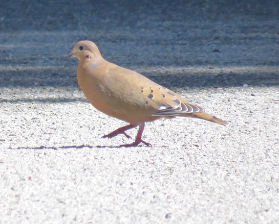 Zenaida Dove - ML409765541