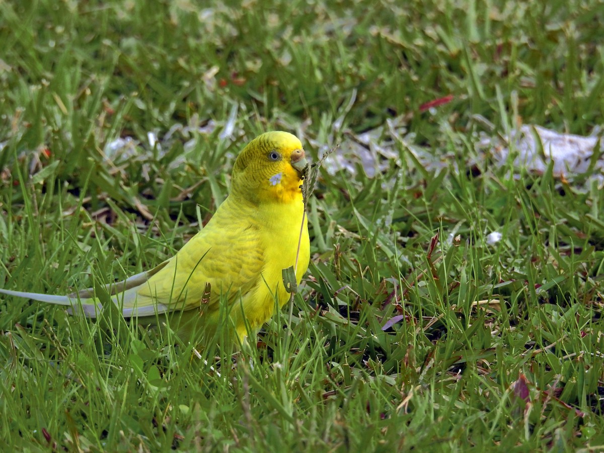 eBird Checklist - 26 Nov 2016 - Quinta da Marialva - 21 species