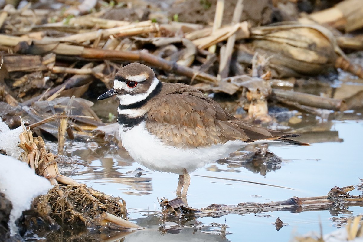 Killdeer - ML409768621