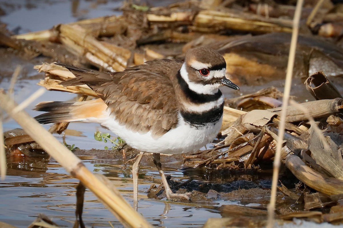 Killdeer - ML409768681