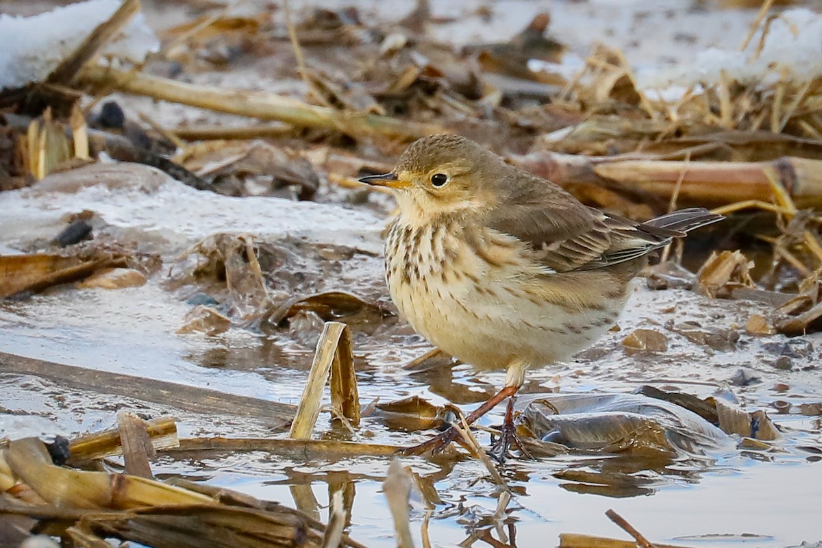 American Pipit - ML409769371