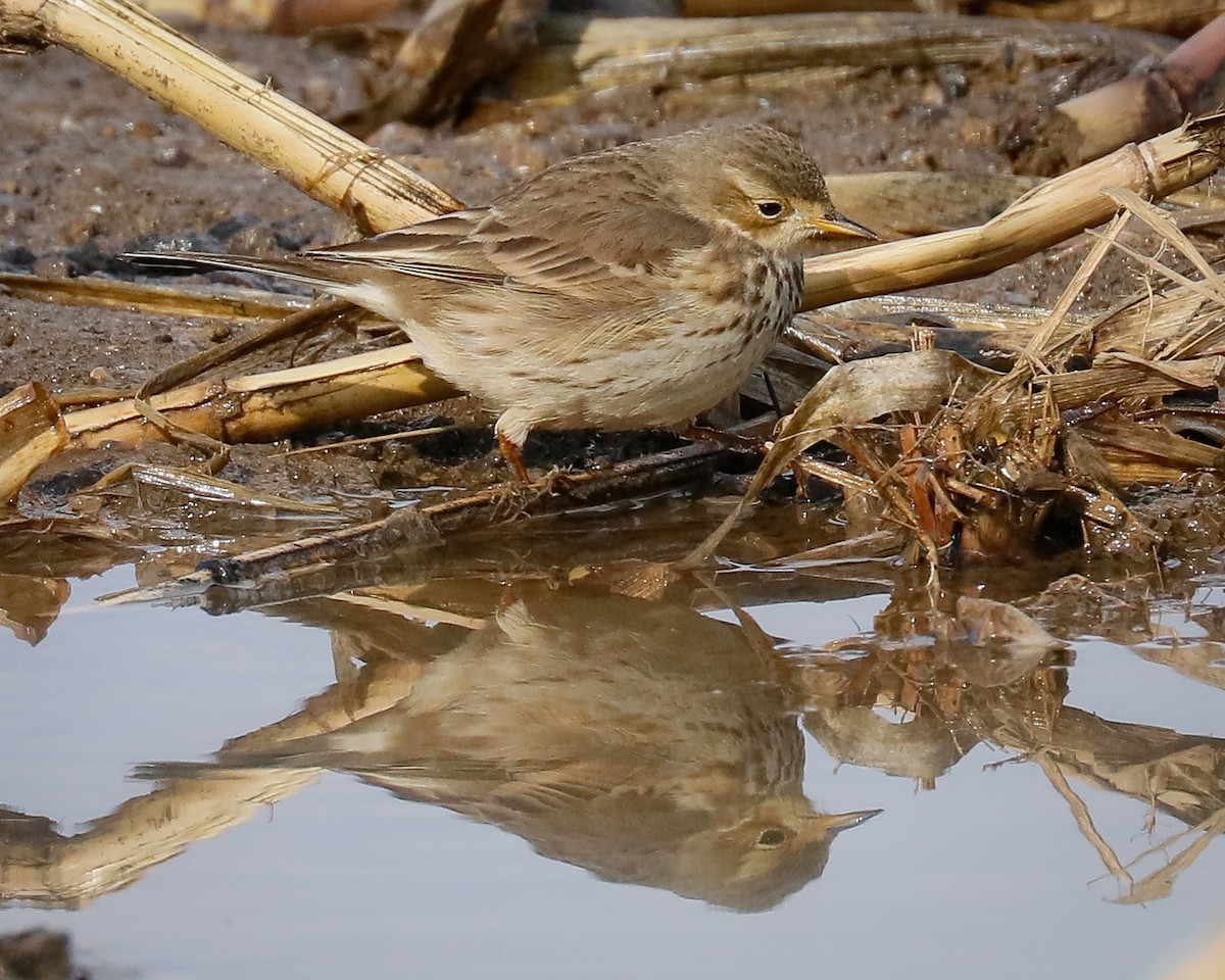 American Pipit - ML409769381