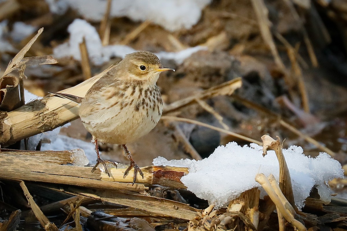 American Pipit - ML409769401