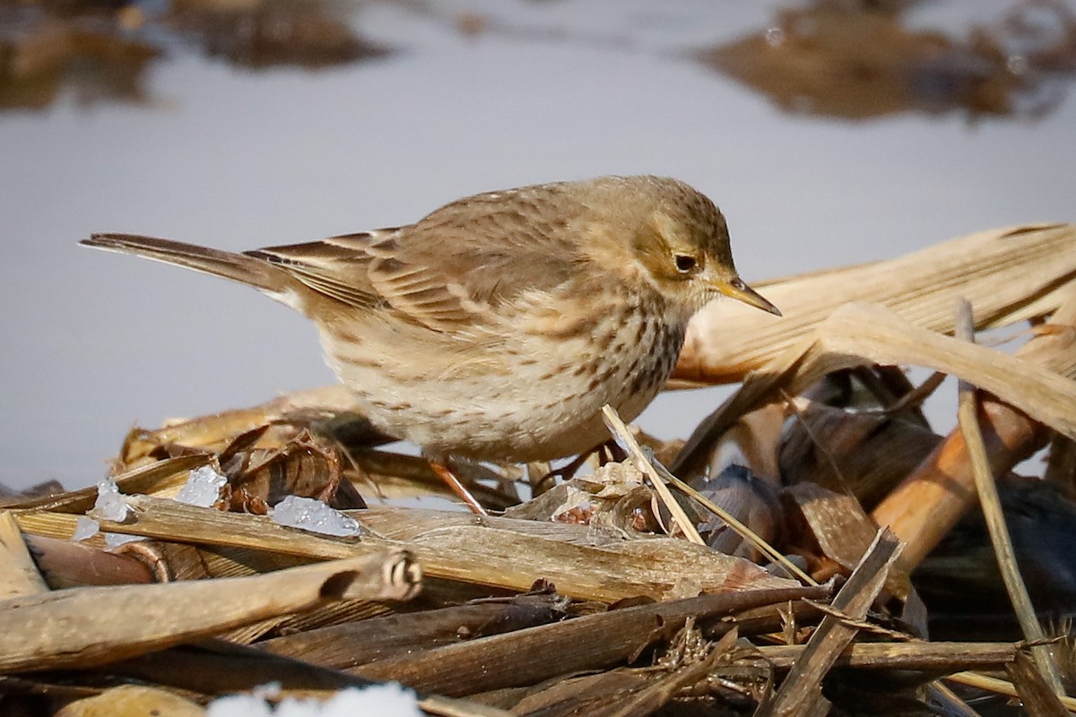 American Pipit - ML409769431