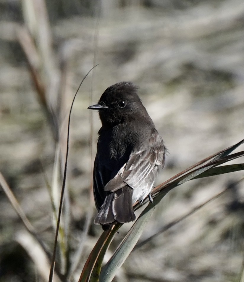 Black Phoebe - ML409771961