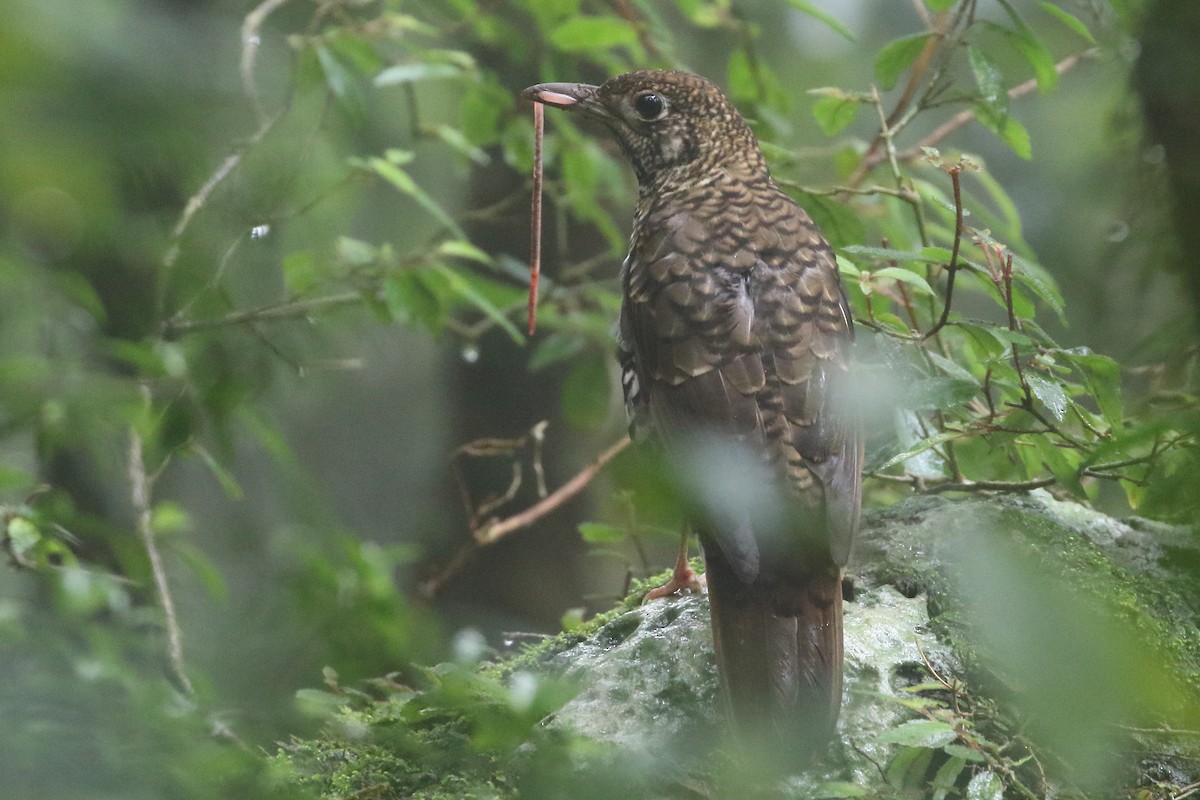 Bassian Thrush - Pablo Silber