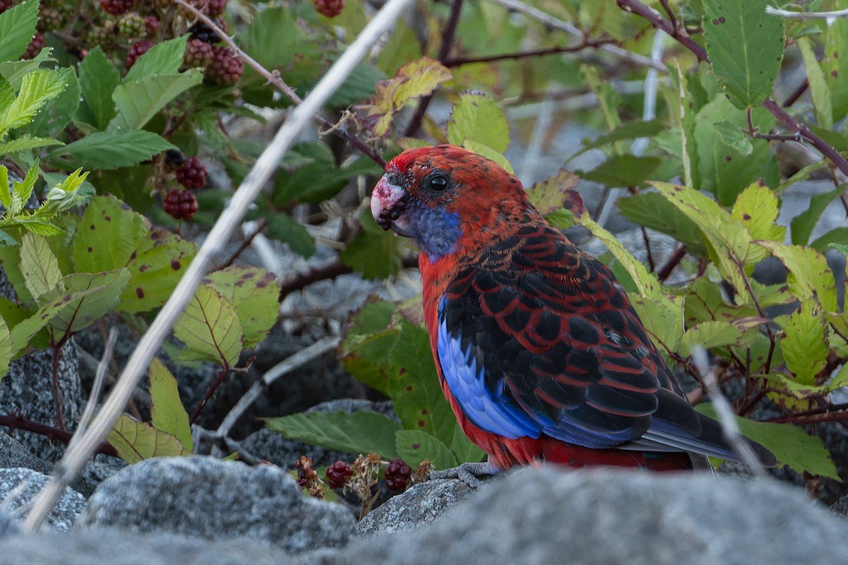 Perruche de Pennant (groupe elegans) - ML409773781