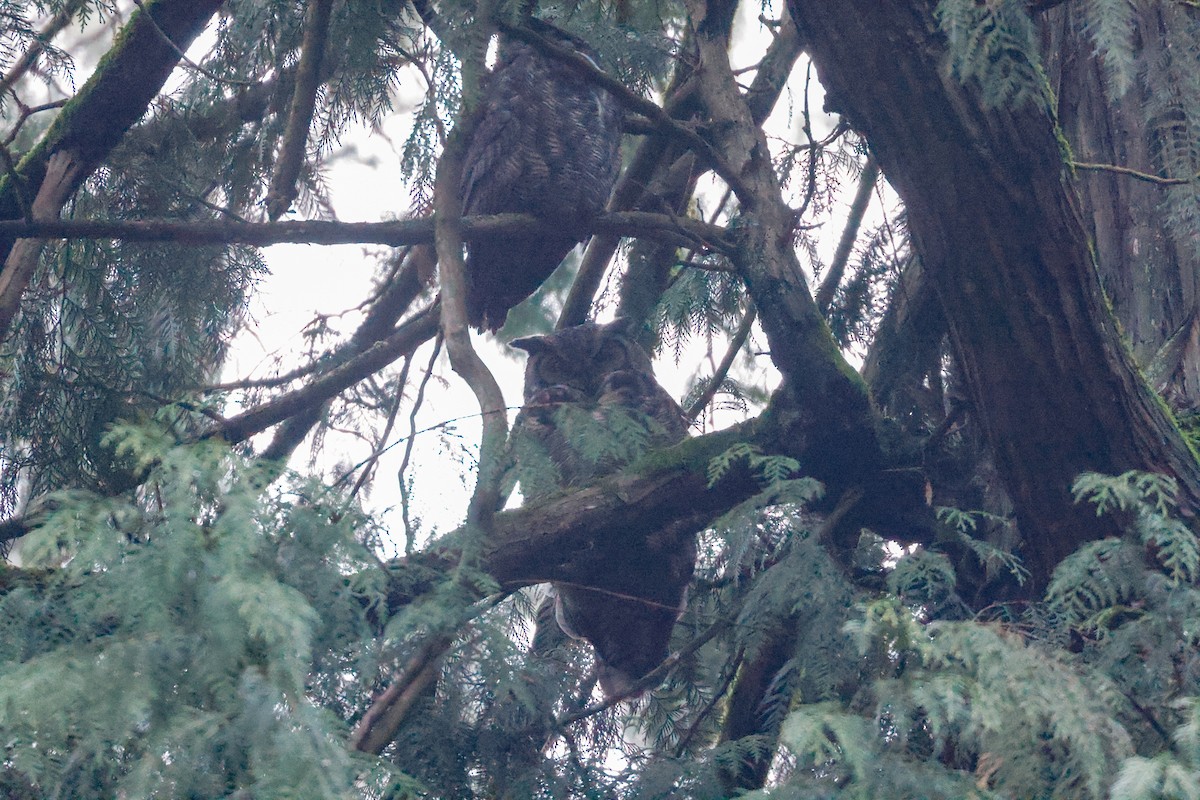 Great Horned Owl - ML409774471