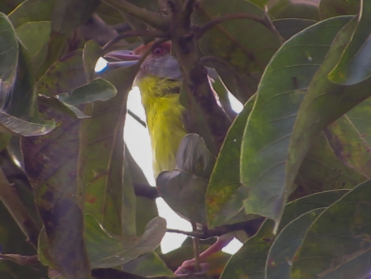Rufous-browed Peppershrike - ML409775081