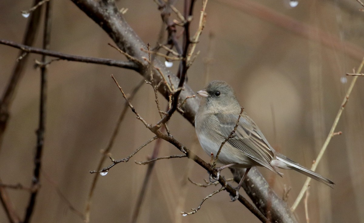 Junco Ojioscuro (hyemalis/carolinensis) - ML40977531