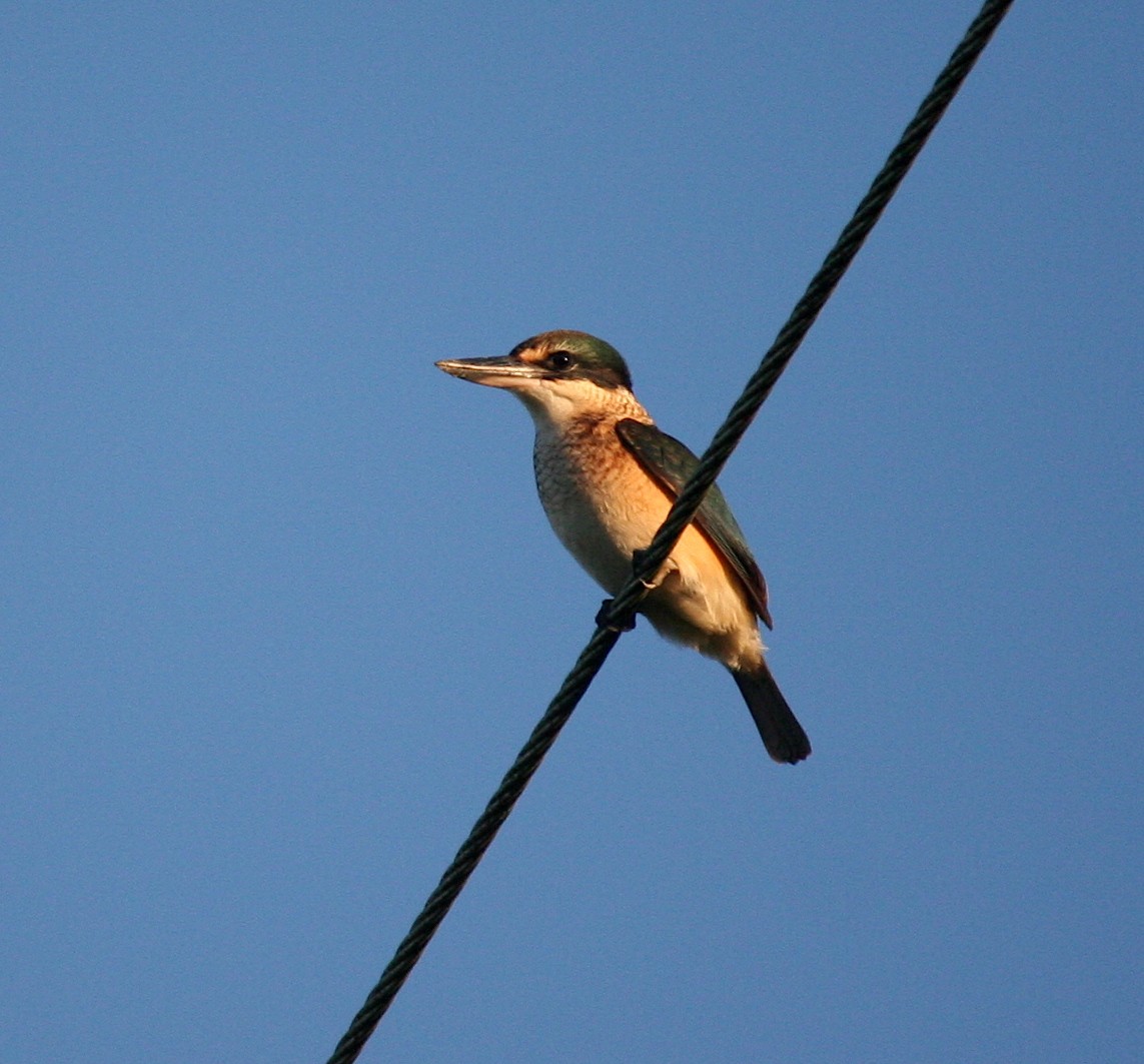 Sacred Kingfisher - ML409776611