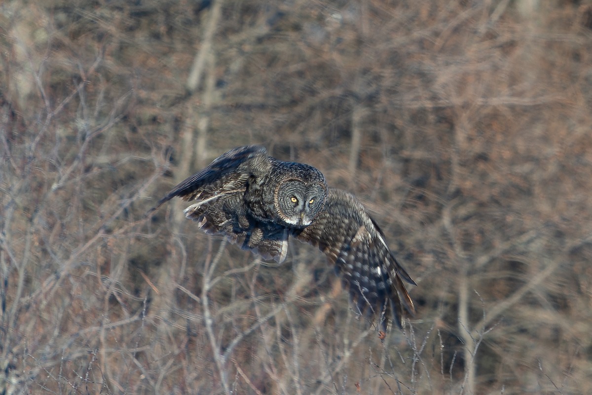 Great Gray Owl - ML409777611