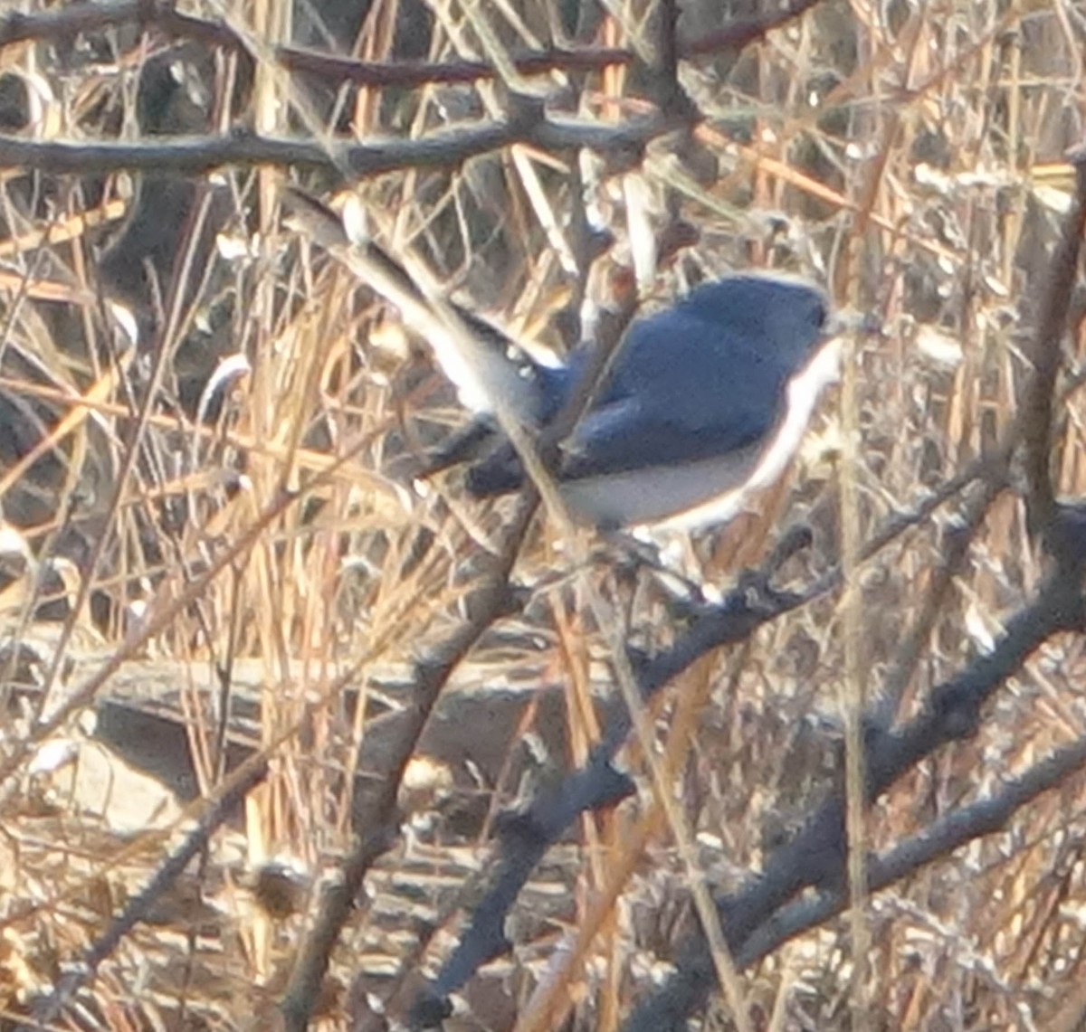 Blue-gray Gnatcatcher - ML409777681