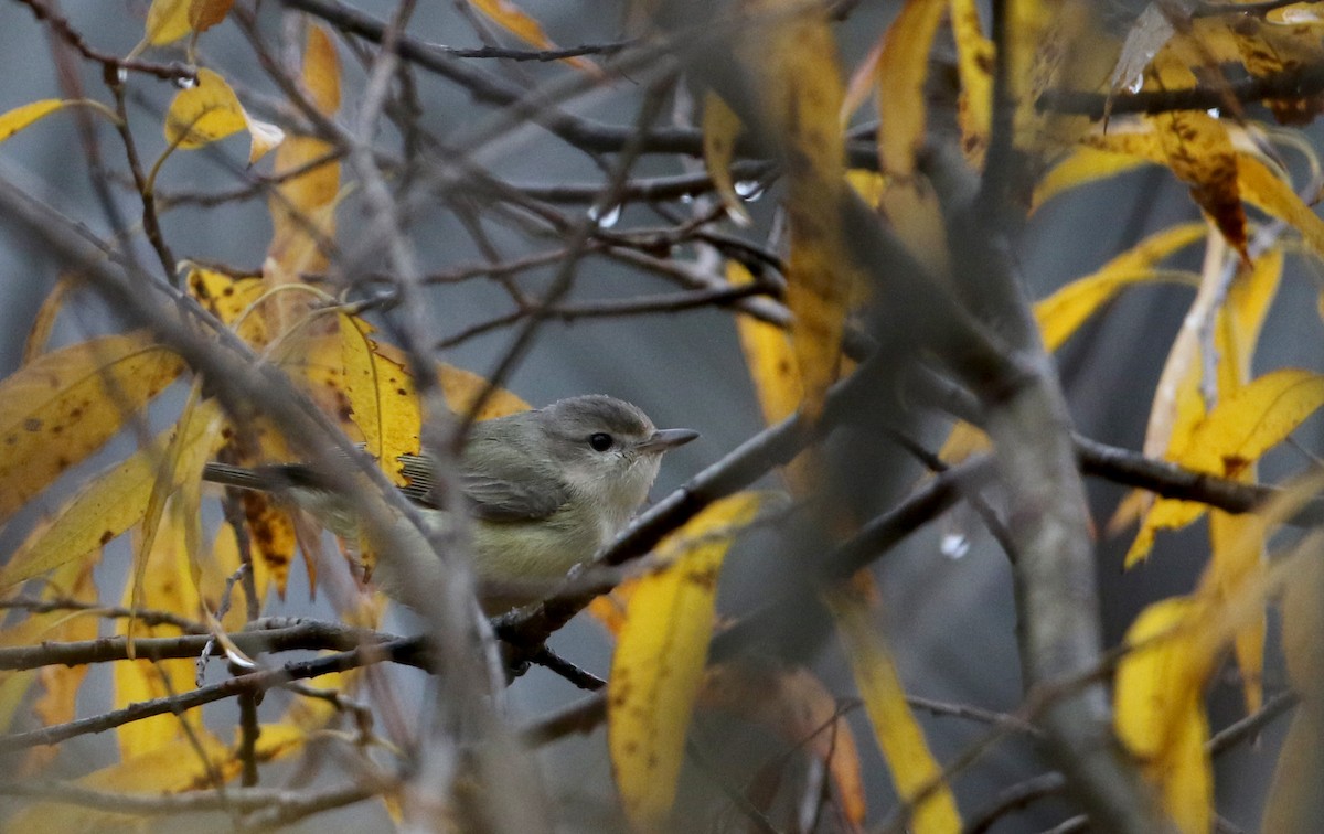 Warbling Vireo - Jay McGowan