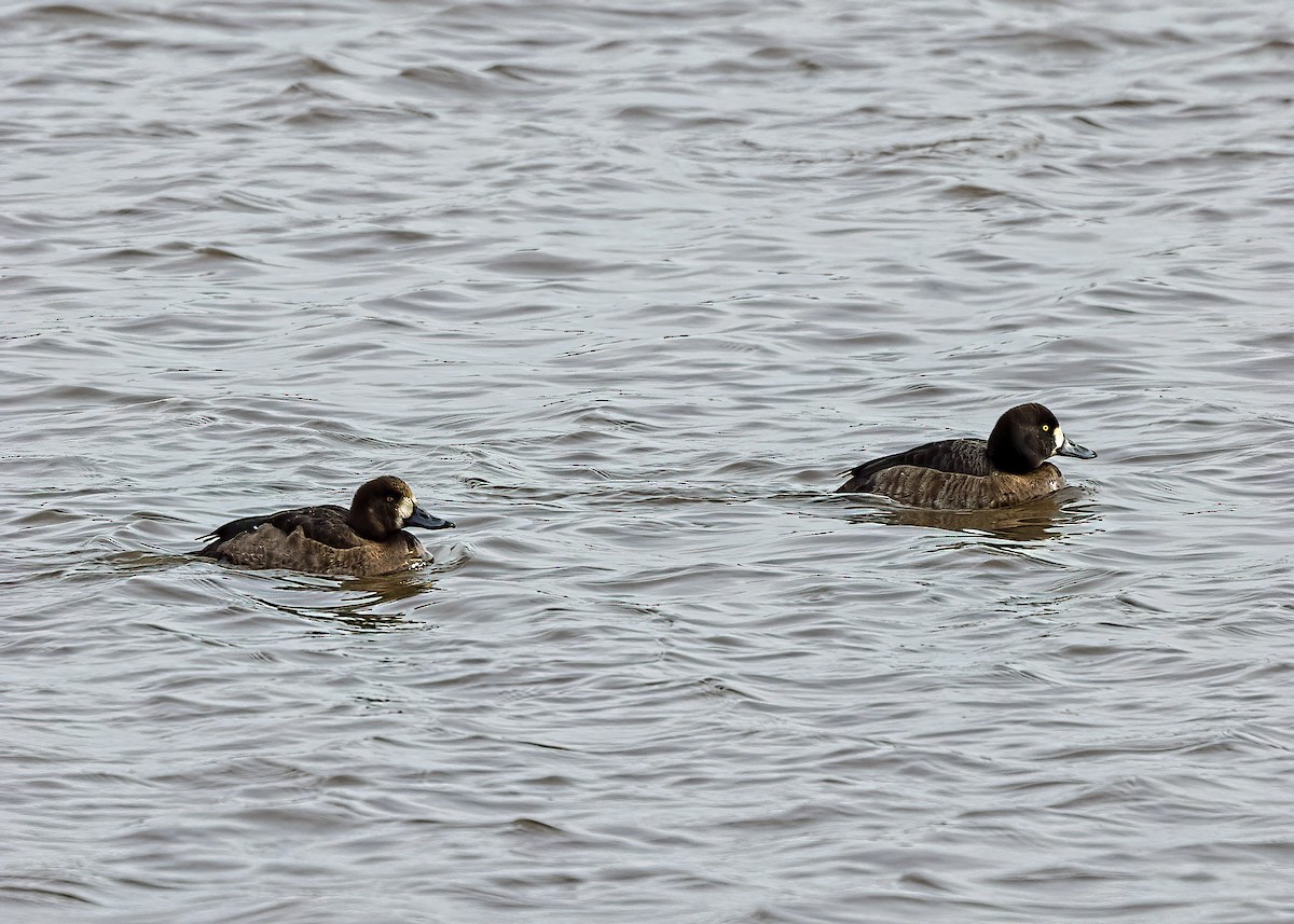 Greater Scaup - ML409778251