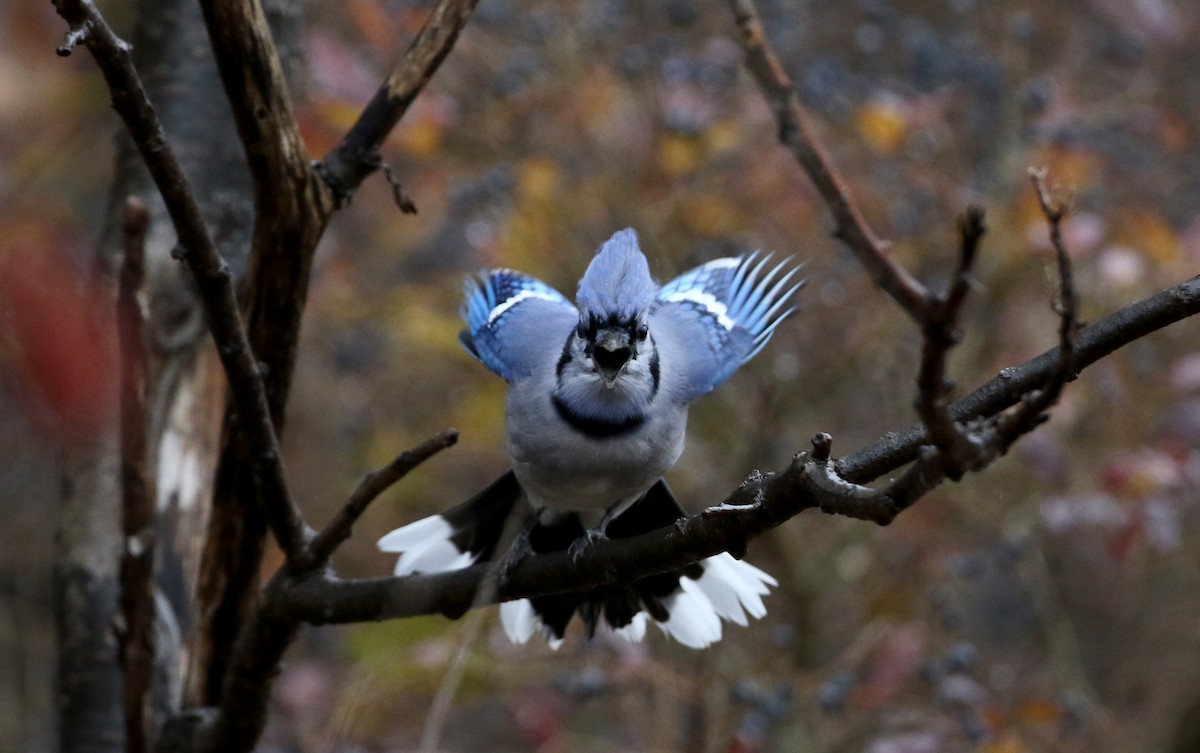 Blue Jay - Jay McGowan