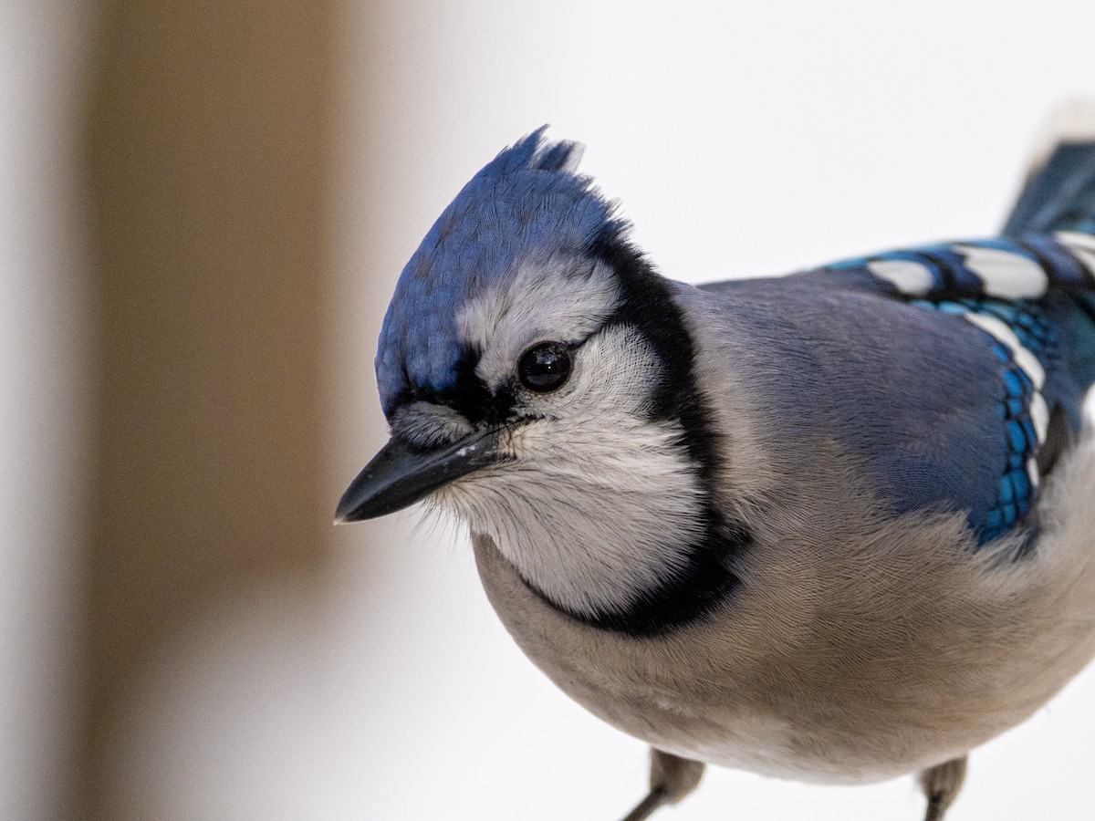 Blue Jay - Jason Carlson