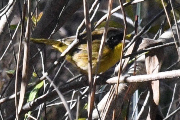 Common Yellowthroat - barbara segal