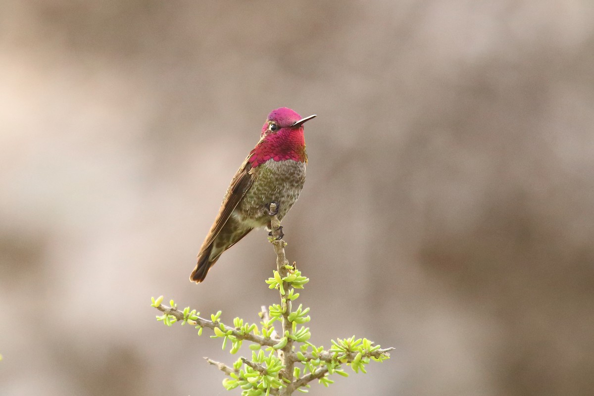 Anna's Hummingbird - ML409780701