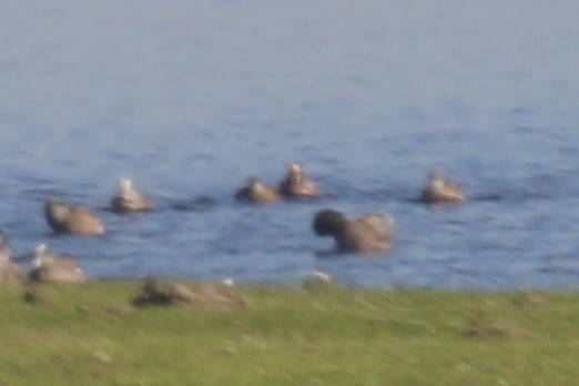 Eurasian Wigeon - ML409781061