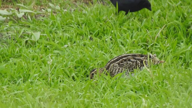 Pantanal Snipe - ML409781331