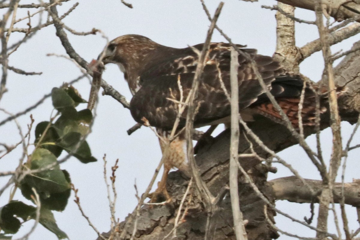 Red-tailed Hawk - ML409781431