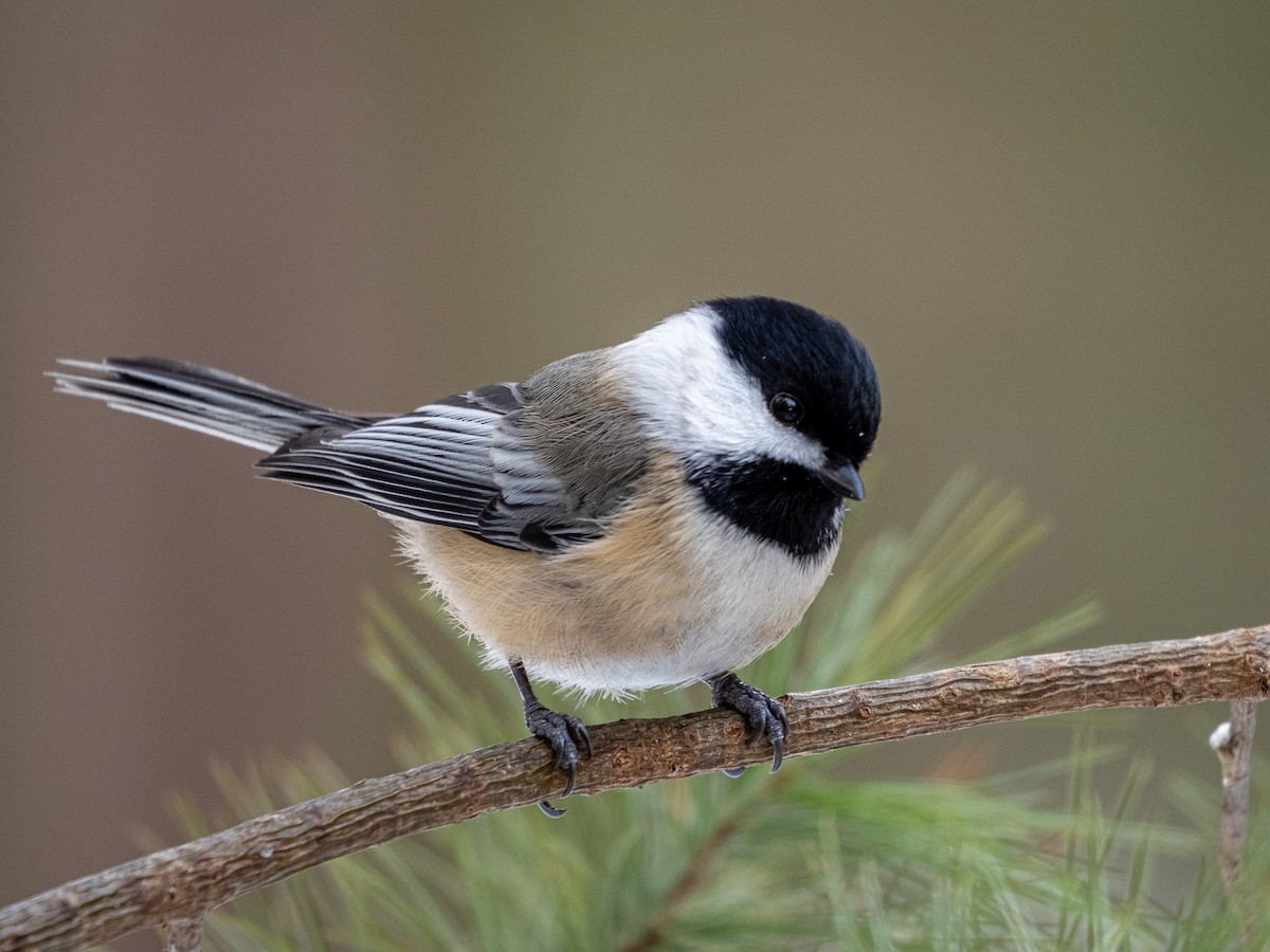 Black-capped Chickadee - ML409782071